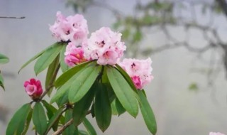 杜鹃象征着什么意义 杜鹃象征着什么意义的花