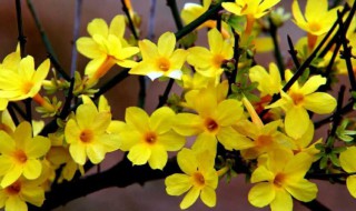 迎春花是什么样子的 迎春花是什么样子的?