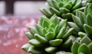 最漂亮的老桩多肉品种（最漂亮的老桩多肉品种有哪些）