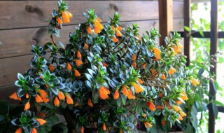 金鱼吊兰的花期是什么时候（金鱼吊兰的花期是什么时候开）