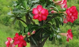 沙漠玫瑰什么时候换盆好（沙漠玫瑰什么时候换盆好?）