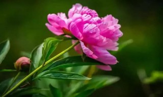 芍药几点开花时间 芍药几点开花时间长