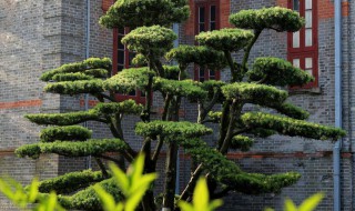 房子左边种什么树风水好 房子的左边种什么树最好