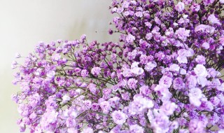 紫色满天星的花语是什么意思 紫色满天星的花语