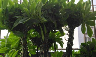 龙骨树有什么作用 龙骨树有几种