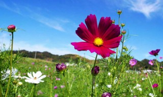 格桑花象征着什么意义（格桑花有什么寓意）