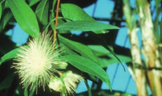 跳舞草属于什么植物类型（跳舞草是什么植物）