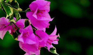 夏天给三角梅催花什么方法见效最快 盆栽三角梅春天如何养护催花