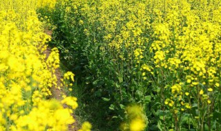 油菜花什么季节开花 油菜花什么季节开花?