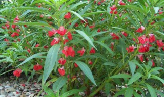 凤仙花叶子形状是什么(凤仙花叶子形状是什么样的)