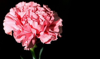 什么花的花语是奉献 什么花的花语是奉献自己