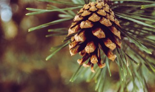 松果靠什么传播种子 樱桃和松果靠什么传播种子
