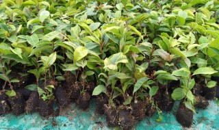 油茶苗什么时候栽最好 油茶苗什么时候栽最好呢