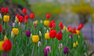康乃馨送老师要几朵（康乃馨送老师要几朵最好）