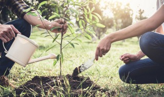 绿化树什么品种最好销（畅销绿化树品种有什么）