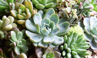 淡雪叶子一碰就掉怎么回事 淡雪叶子一碰就掉怎么回事儿