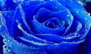 代表唯一的花是什么花(代表唯一的花是什么花图片)