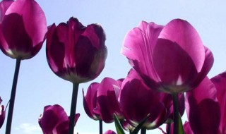 什么花的花语是失望的爱 表示失望的花的花语