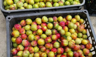 内蒙古水果特产有哪些(内蒙古水果特产有哪些名字)