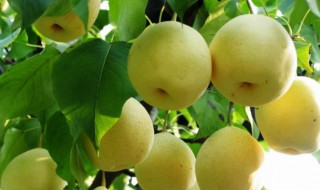山西水果特产有哪些(山西著名水果特产是什么)