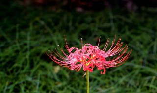 彼岸花代表什么象征意义 彼岸花代表什么象征意义英文