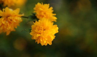 棠棣代表什么象征意义（棠棣为什么象征兄弟）