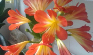 什么君子兰品种最好（什么君子兰品种最好养）