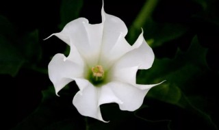 什么花的花语是罪孽 象征罪孽的花