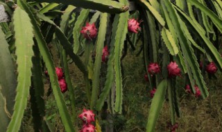 火龙果需要剪枝吗 火龙果要不要剪枝