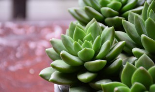 多肉换土怎么换(多肉换土怎么换视频)