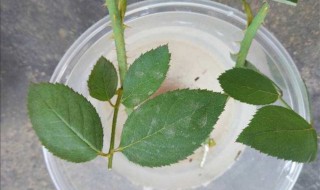 高锰酸钾溶液可以直接浇花吗 高锰酸钾水可以直接浇花吗