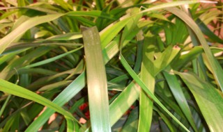 家里养翠兰有什么禁忌（翠兰能在室内养吗）