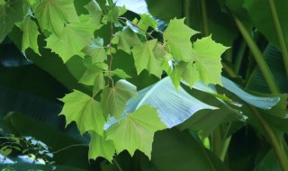 梧桐树长什么样子（梧桐树长什么样子图片）