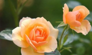 黄玫瑰代表什么象征意义 黄玫瑰的意义象征