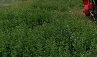 苜蓿草是什么草 苜蓿草是什么草种