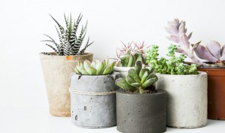 多肉颗粒土怎么配（多肉颗粒土怎么配最好度夏）