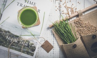 猫草是什么草 猫草是什么草图片大全