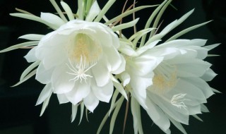 昙花适合什么环境（昙花适合什么环境养护）