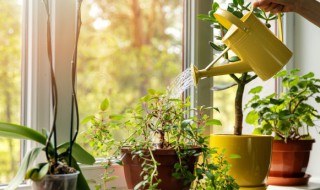 阳台种什么水果好养活（在阳台能种什么水果好）