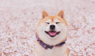 柴犬为什么不能撒手 柴犬为什么不能撒手毛