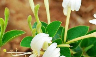 北方室外金银花如何过冬（金银花北方可以在室外过冬吗）