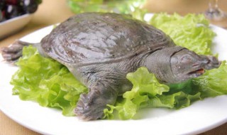 人工养殖的甲鱼有营养吗 人工养殖的甲鱼有营养吗价格