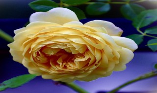 月季中月亮代表什么 月季中月亮代表什么意思