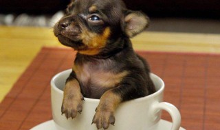 世界上最小的狗叫什么名字?它有多重?（世界上最大的狗是什么?多重?）