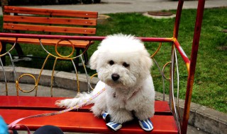 一岁的比熊多久能认主人 比熊认主人得多长时间