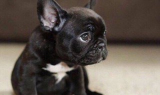 狗狗地包天都是短鼻犬吗?（狗狗地包天是缺陷吗）