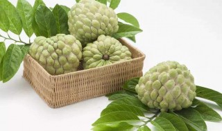 释迦果是吃什么的 释迦果吃啥