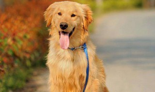 可以养宠物的国内大学 可以养宠物的大学中国