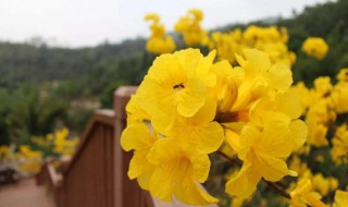 黄花风铃木寓意（黄花风铃木象征）