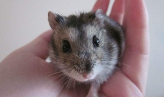 哪种仓鼠最凶 哪种仓鼠最凶?